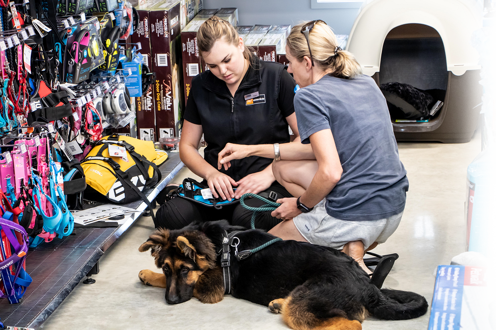 large dog being fitting with a new harness and lead in front of a shelf of pet accessories